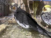 2 Adet Yavru Sultan Papağanı