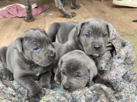 40 günlük şecereli safkan cane corso