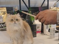 British Longhair Lilak Golden Cana Yakın Uysal