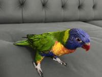 Rengarenk lori papağanı