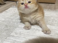 Safkan British Bebeklerim Rezerveye Açık