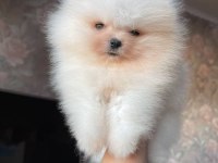 Teddy Bear Pomeranian Yavruları