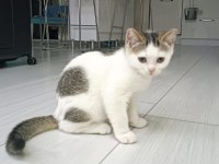 British Sevimli Yavru