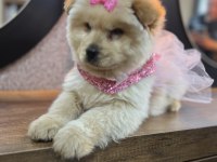 Ped Eğitimli Çok Uysal Sevimli Çin Aslanı