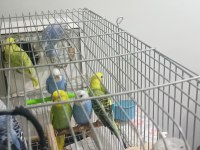 6 Adet Yavru Muhabbet Kuşu 3 Mavi 3 Yeşil