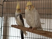 Acil Satılık Çift Ve Dişi Sultan Papağanı