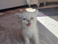 British semi longhair