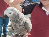 Jako papağanı ve diğer çeşitlerimiz mevcuttur