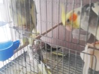 Yavrulu takım sultan papağanı