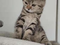 Scottish Fold Yavrular Yuva Bekliyor