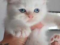 İki aylik gold beyaz erkek kedimiz