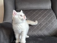 Son Erkek British Shorthair Yavrumuz