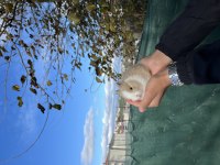 Orijinal Cüce Tavşanımız