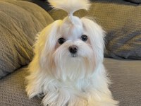 Şecereli kore kan maltese yavruları