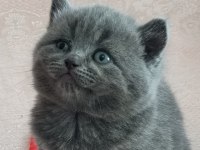 Erkek British Shorthair Yavruları