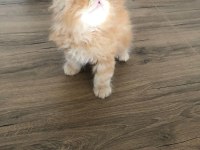 2 Aylık İran Persian