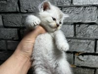 British Shorthair Erkek Lyxn Point Erkek