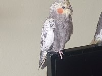 Sultan Papağanı 5 Aylık