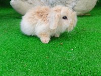Hollanda Teddy Lop Tavşan Yavrularımız