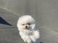 Tea Cup Ayı Surat Pomeranian Boo Yavru