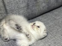 Blue point renk scottish fold yavru kediler