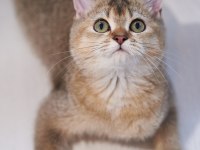 Kıvırcık Tüylü British Shorthair Kediler