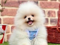 Safkan Pomeranian Boo Yavrular