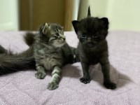 Kedilerimize Kalıcı Yuva Aranıyor