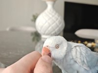 Çift Renk Mutasyon Pakistan Papağanı Yavru