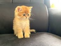 British Golden Yavrumuz Sağlık Ve Irk Garantilidir