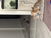 British Golden Black Ny25