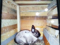 Bir Dişi Bir Erkek Hollanda Cüce Tavşanı Sahiplenmek İstiyenler Yazsın