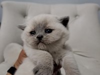 Rezerveye Açık British Shorthair Kedilerimiz