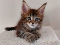 Full Şecereli Maine Coon Unvanlı Ebeveynlerden Polydactil