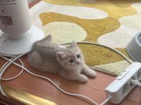 2 Tane Yavru Kedim Var Ücretli Sahiplendireceğim