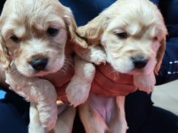 Son 2 Dişi Yavru Amerikan Cocker