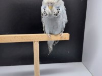 Üst vasıf dişi muhabbet kuşu