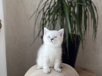 Lynx Point British Shorthair Yavrumuz