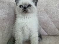 Ayı Surat Top Kafa Erkek British Shorthair Bebiş