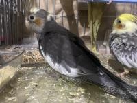 2 Adet Yavru Sultan Papağanı