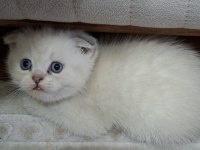 6 Kardeş Kediler Yeni Yuvalarını Arıyor