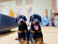 Irk Garantili Doberman Köpeği Yavruları