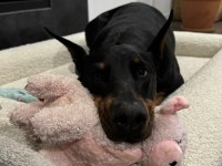 Sağlık Ve Irk Garantili Doberman Köpekleri