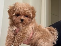 Aşk Bahçesi Maltipoo