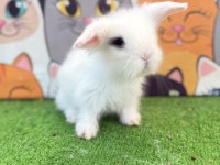 Hollanda Teddy Lop Tavşanı Gönderim Yapılır
