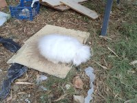 Hollanda teddy lop tavşanı 8 aylık