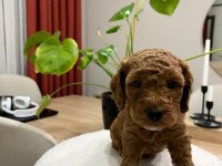 Red Brown Toy Poodle Yavru Bebekler (2 Mayıs Doğumlu)