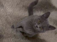 British Shorthair Dişi 2 Aylık