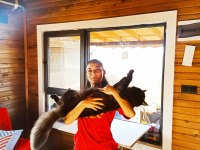 Karakteri cüssesi ve dopdolu şeceresi ile maine coon ercüment