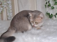 British Shorthair Blue Golden Cana Yakın Uysal